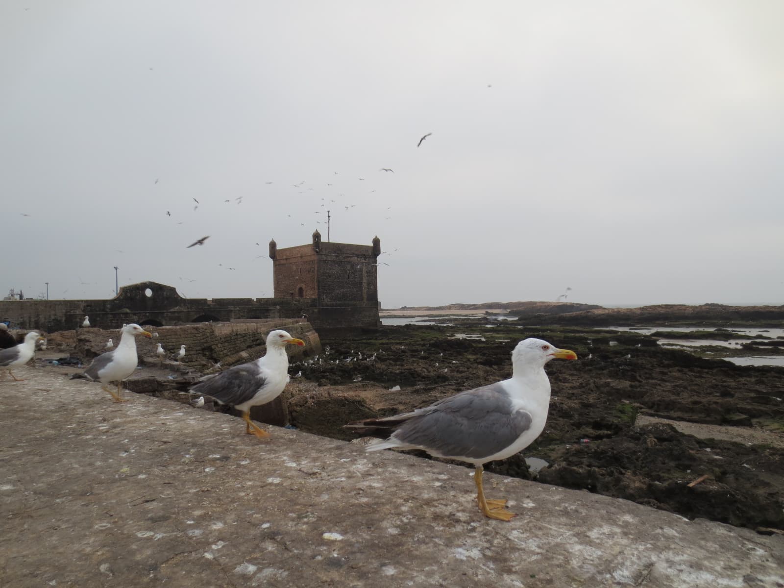 Excursion d'une journée de Marrakech à Essaouira